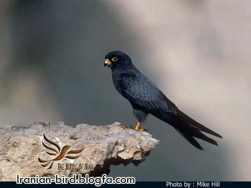 ترمتای دودی - شاهین سیاه - Falco concolor