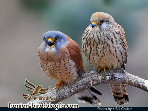 دلیجه کوچک جنس نر و ماده - Male & Female Lesser kestrel دلیجه کوچک جنس نر و ماده - Male & Female Lesser kestrel