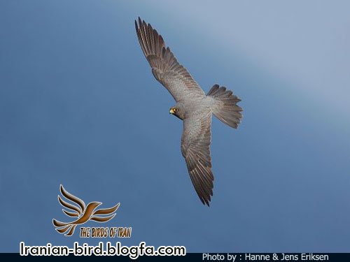 شاهین سیاه در پرواز - Sooty Falcon flight