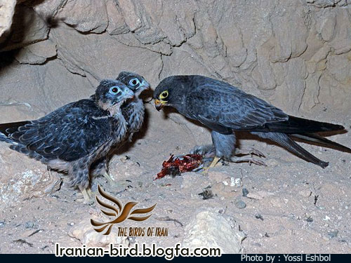 شاهین دودی - ترمتای دودی - Sooty Falcon